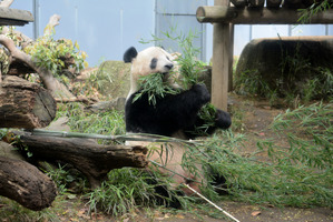 上野動物園のパンダ「シャンシャン」、6月12日で4歳に…WEBサイトにて誕生日記念企画 画像