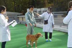神奈川県動物愛護センター、保護犬猫のオンライン譲渡会を開催…7月10日 画像