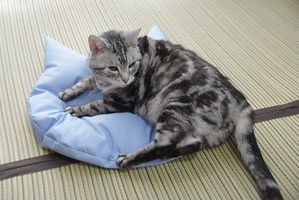 「猫のしあわせ座布団」夏バージョン発売…Jumou 日本羽毛製造 画像