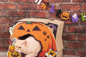 かぼちゃの中から猫がひょっこり、新作爪とぎ「ハロウィーン」登場…オーサムストア 画像