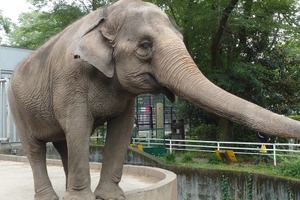 宇都宮動物園、ゾウの宮子の新しいプールを作るためクラウドファンディングを開始…10月17日まで 画像