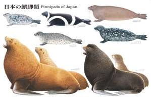 日本に生息するトド・オットセイ・アザラシたちが大集合…国立科学博物館オリジナル大判ポスター「日本の鰭脚類」発売 画像