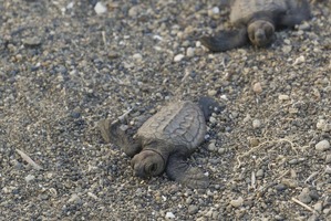 鴨川シーワールドが保護したアカウミガメの卵が孵化、東条海岸より放流 画像