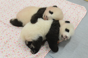 ジャイアントパンダの双子の赤ちゃん、保育器から卒業…名前は10月以降に決定 上野動物園 画像