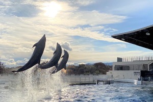 京都水族館、「無観客イルカパフォーマンス」をライブ中継…5月4日、5日 画像