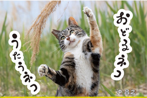 『おどるネコうたうネコ』、KADOKAWAより刊行…『必死すぎるネコ』の写真家最新作 画像