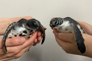すみだ水族館、小笠原生まれのアオウミガメの赤ちゃんを一般公開…10月2日から 画像