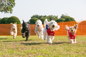 愛犬と横浜赤レンガ倉庫を楽しむおさんぽ企画「赤レンガでわんさんぽ」開催…10月24日まで 画像