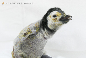 エンペラーペンギンの赤ちゃん公開…アドベンチャーワールド 画像