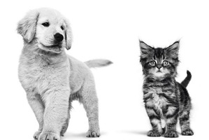 ロイヤルカナン、「愛犬・愛猫の健康診断受診に関する実態及び意識調査」を実施…年2回の健康診断受診を推奨 画像