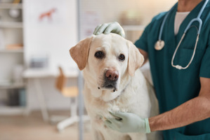 【獣医療の最前線】犬のがん治療に期待が高まる、抗体薬を使った臨床試験［インタビュー］ 画像