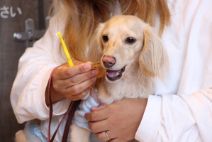 「いい歯の日」に、愛犬の歯磨き教室を開催…日本ペット歯みがき普及協会 画像