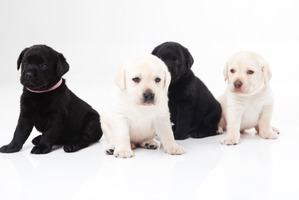 アメリカと日本の人気犬種ランキング…愛犬に求めるものの違い 画像