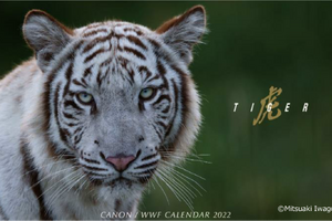 絶滅危惧種・トラの魅力が満載、「キヤノン/WWF 岩合光昭カレンダー 2022」発売…WWFジャパン 画像