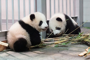 双子パンダのシャオシャオ＆レイレイが初めて屋外へ、ちょっとだけ探検…上野動物園 画像
