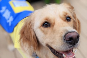 地震の時、介助犬や車椅子ユーザーの安全をどう守るか？…日本介助犬協会が「シェイクアウト訓練」を実施 画像
