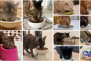 猫104匹がカリカリを食べて「第九」を奏でる…ユニ・チャームが動画公開 画像