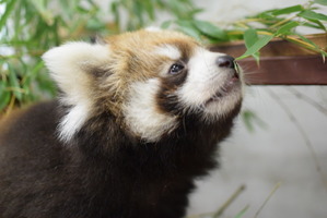 レッサーパンダの赤ちゃん一般公開スタート、12月中旬には名前発表も…静岡市立日本平動物園 画像