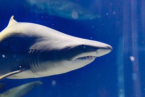 超サメ展のフィナーレは「シャークナイト」、22年1月8・9日開催…アクアワールド茨城県大洗水族館 画像
