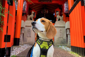 「愛犬と一緒に参拝できる神社ベスト20」発表、ペットの健康祈願やお守り販売も…くるまの旅ナビ 画像
