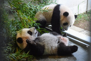 双子パンダのシャオシャオとレイレイ、木に登れるように…公開は22年1月12日 上野動物園 画像