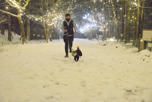 愛犬との散歩道を照らすイルミネーション「杜の灯」がスタート…ホテルフォレストヒルズ那須 with Dogs 画像