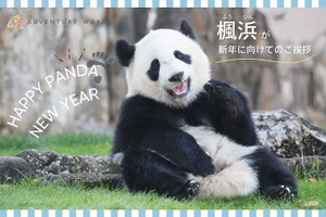 パンダの楓浜に食べ残した竹を使った門松をプレゼント…年賀状用写真を公式HPに掲載 アドベンチャーワールド 画像