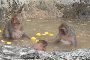 東武動物公園、サル山とカピバラの露天風呂を開催…2月26日までの土曜日 画像