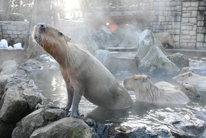 「カピバラの長風呂対決」1位のタイムは？…伊豆シャボテン動物公園が7年ぶりに優勝 画像