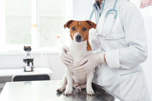 東京大学が犬の膀胱がんに対する新しい治療法を発表 画像
