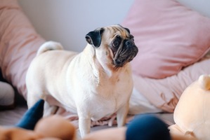 【犬がなりやすい病気】肥満細胞腫編…定期検診が一番の予防策、パグは特に注意 画像