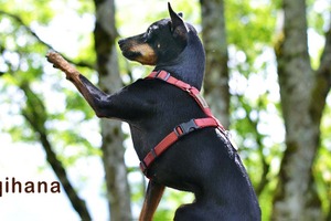 犬用ハーネス「ハキハナ」に新色・ロッソカラーが登場 画像