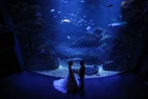 京都水族館で結婚式を挙げられるプラン、リーガロイヤルホテル京都が発売 画像