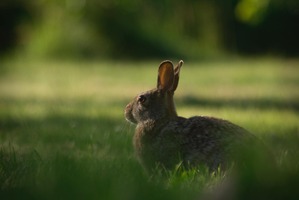 アメリカでウサギの感染症が流行 画像