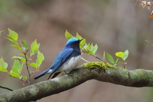 星のや軽井沢、野鳥観察＆ティータイムを楽しむ「プライベート探鳥」を開催…3月25日～5月31日 画像