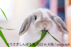 「うさぎしんぼる展 2022 in 大阪」開催、3月3日“うさぎの日”は限定イベントも…2月23日～3月6日 画像