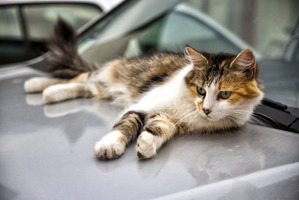 「猫がエンジンルームに」救援要請は1ヶ月で21件…JAF 画像