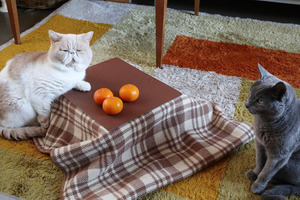 猫用ミニこたつと和歌山みかんのセット、本年度の予約受付開始…売上の一部を寄付 画像