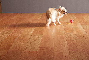 犬が滑りにくい、天然木仕上げのマンション用直貼り防音フローリング発売…朝日ウッドテック 画像