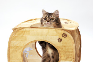 カサカサ素材のキューブ型 猫用おもちゃ、猫壱より発売 画像