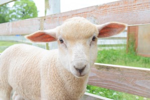 滋賀農業公園ブルーメの丘、4月に誕生した子羊がすくすく成長中 画像
