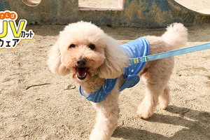 春夏の外出をサポートする犬用ウェア、「おさんぽUVカットウェア」発売…ドギーマンハヤシ 画像