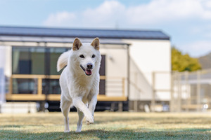 全棟露天風呂付きのグランピング施設が三重県伊勢市にオープン…愛犬同伴可の棟も 画像