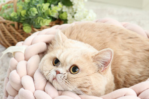 猫専門ブランド「ペットパラダイスキャット」誕生…ベッドやキャットタワーなど 画像