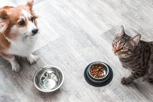 コロナ禍で体重が増えたのは犬よりも猫…人とペットのライフスタイルに関する調査結果 画像