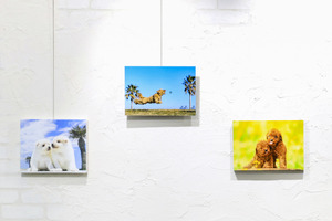 「わんことにゃんこ写真展」、東京・世田谷にて開催…5月2日～4日 画像