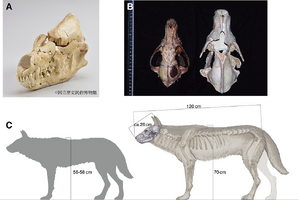 絶滅したニホンオオカミの起源を解明…山梨大、国立科学博物館らの研究グループ 画像