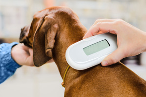 犬と猫へのマイクロチップ装着、6月から義務化…目的や健康面の影響は？ 画像