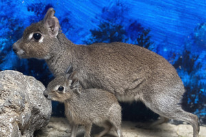 カピバラやヒメマーラなどの赤ちゃんが誕生…伊豆シャボテン動物公園 画像