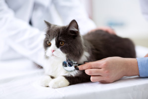 動物病院を受診した方が安心なケースは？…猫の消化器系疾患［インタビュー］ 画像